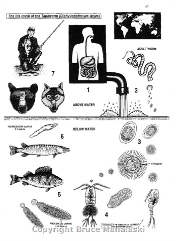 007 - Parasite lifecycle - tapeworm
